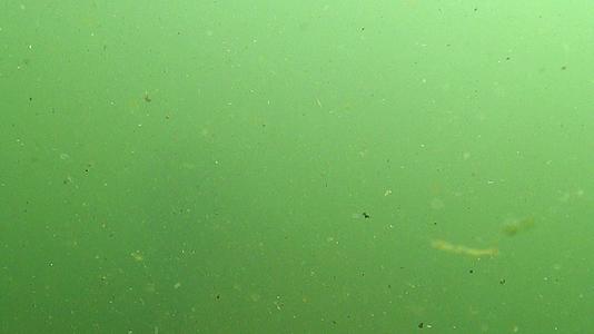 你可以在大水族馆里看到绿色的泥水视频的预览图
