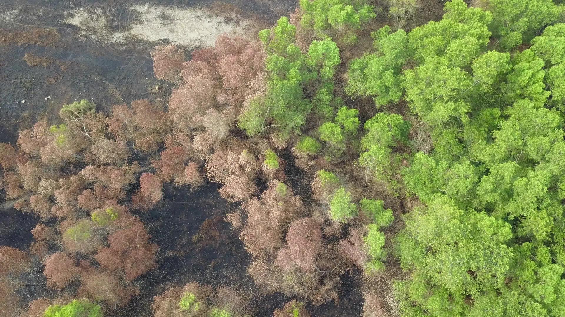 在村子附近烧绿灌木视频的预览图
