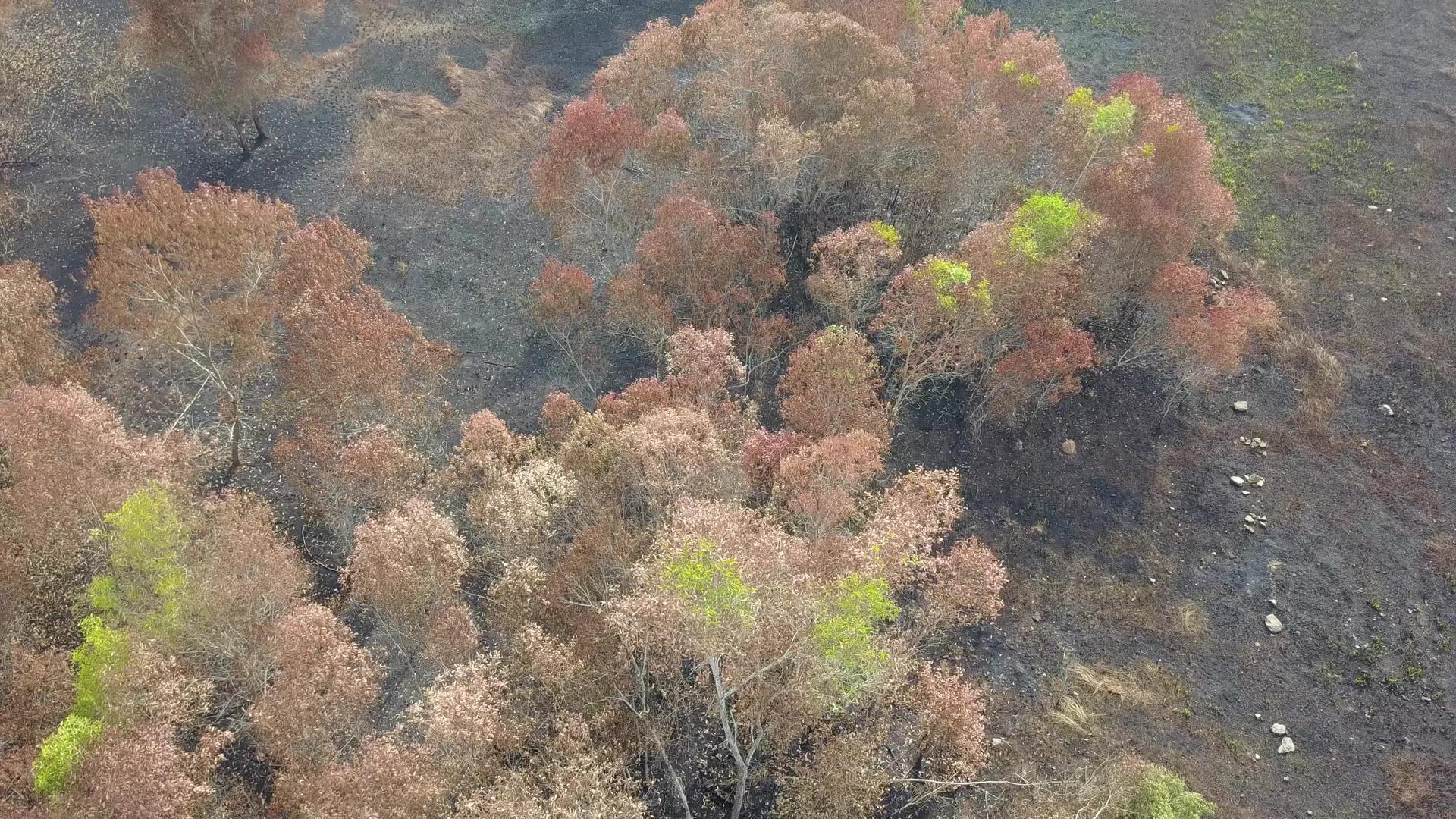 绿色灌木的燃烧导致村庄树木干枯视频的预览图