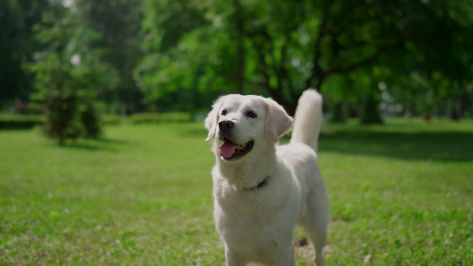 快乐的拉布拉多犬站在绿草上视频的预览图