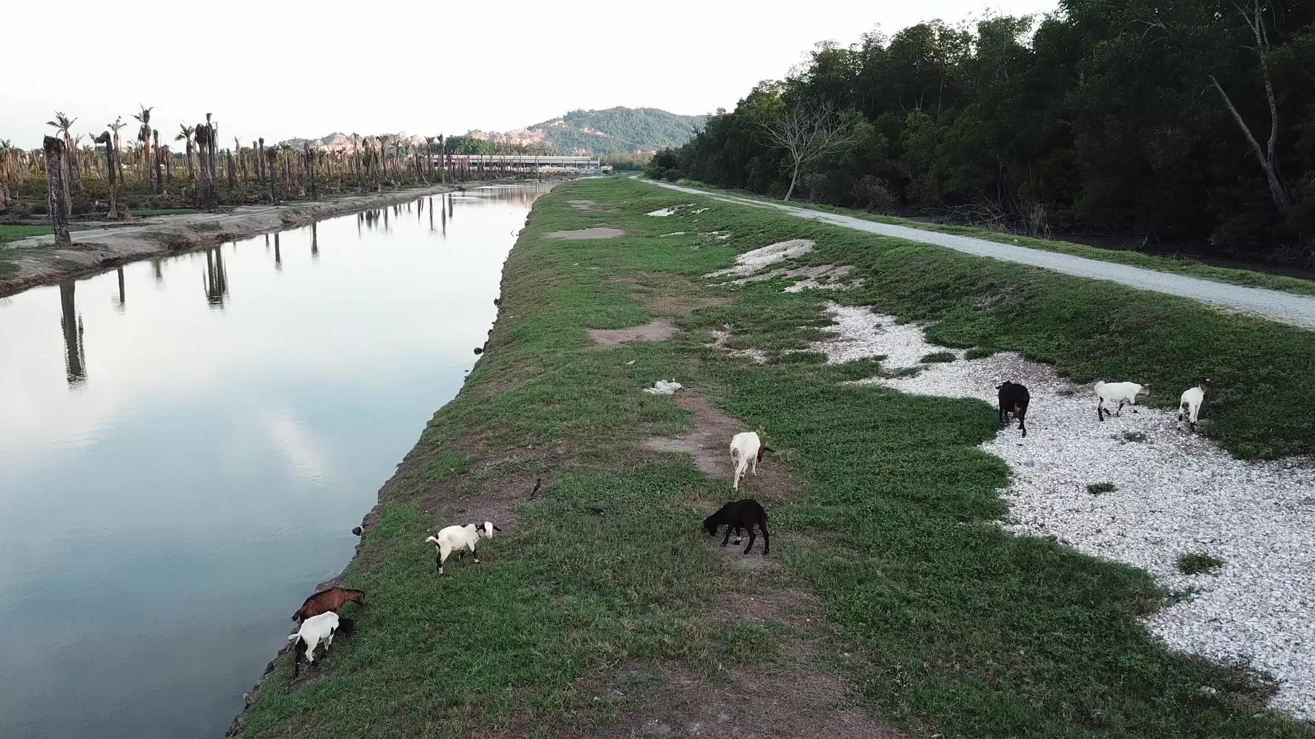 山羊在河岸安息视频的预览图