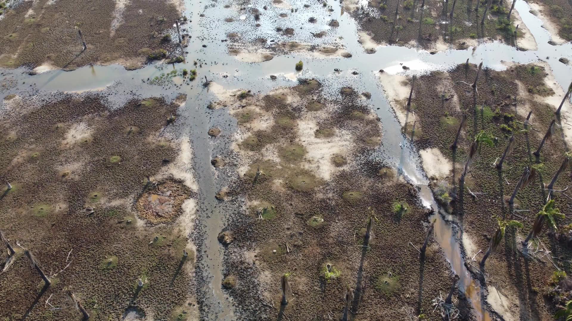 干油棕榈看到空气中的水沼泽视频的预览图