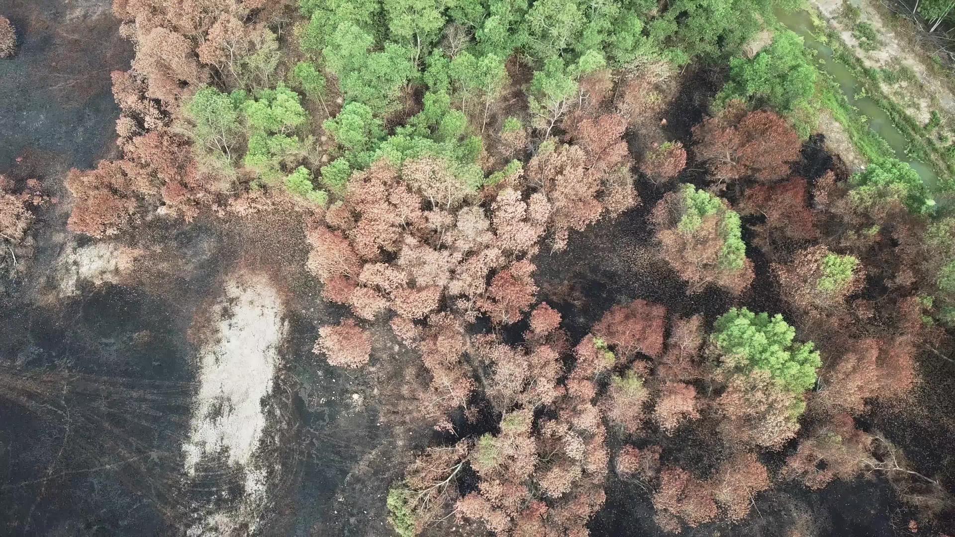 村里的火灾导致树木干枯视频的预览图