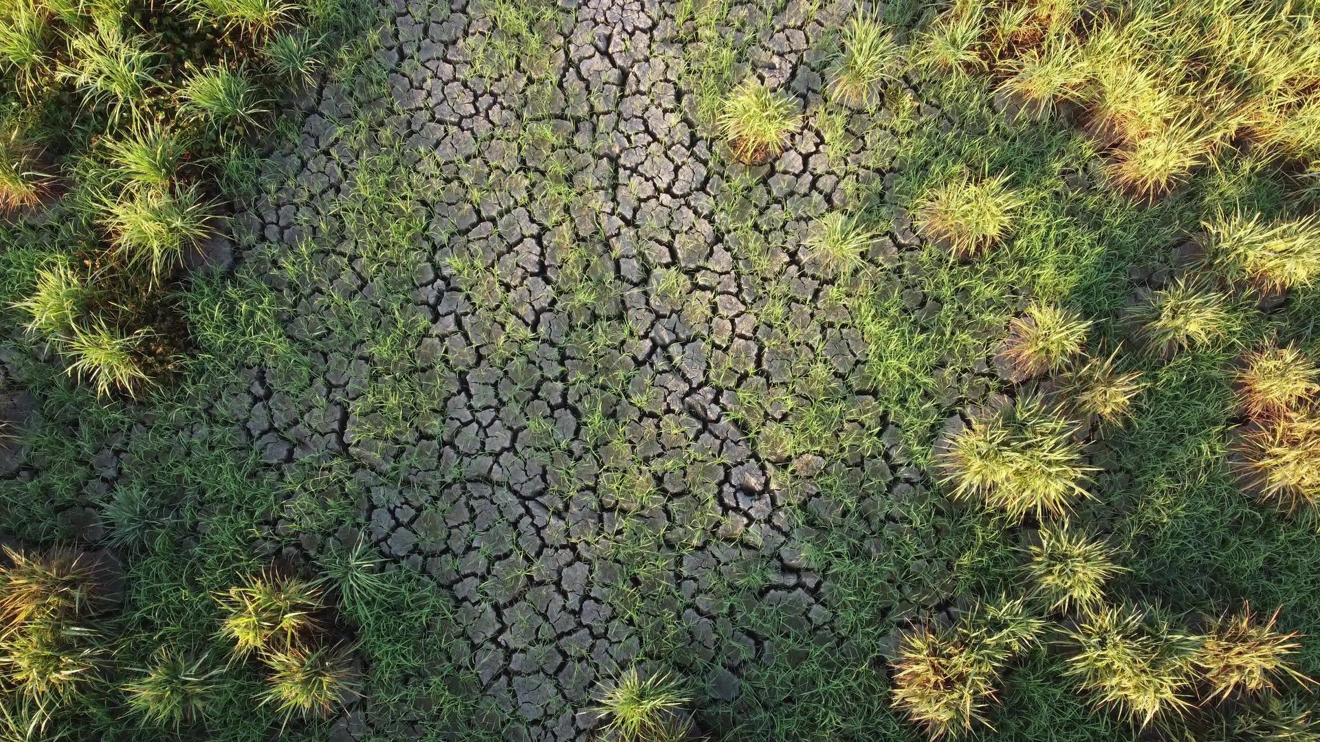 干旱干稻田视频的预览图