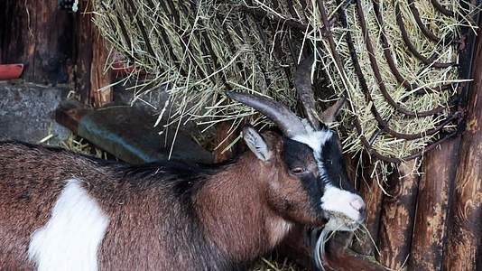 牧羊人吃干草农业环保产品和食品视频的预览图