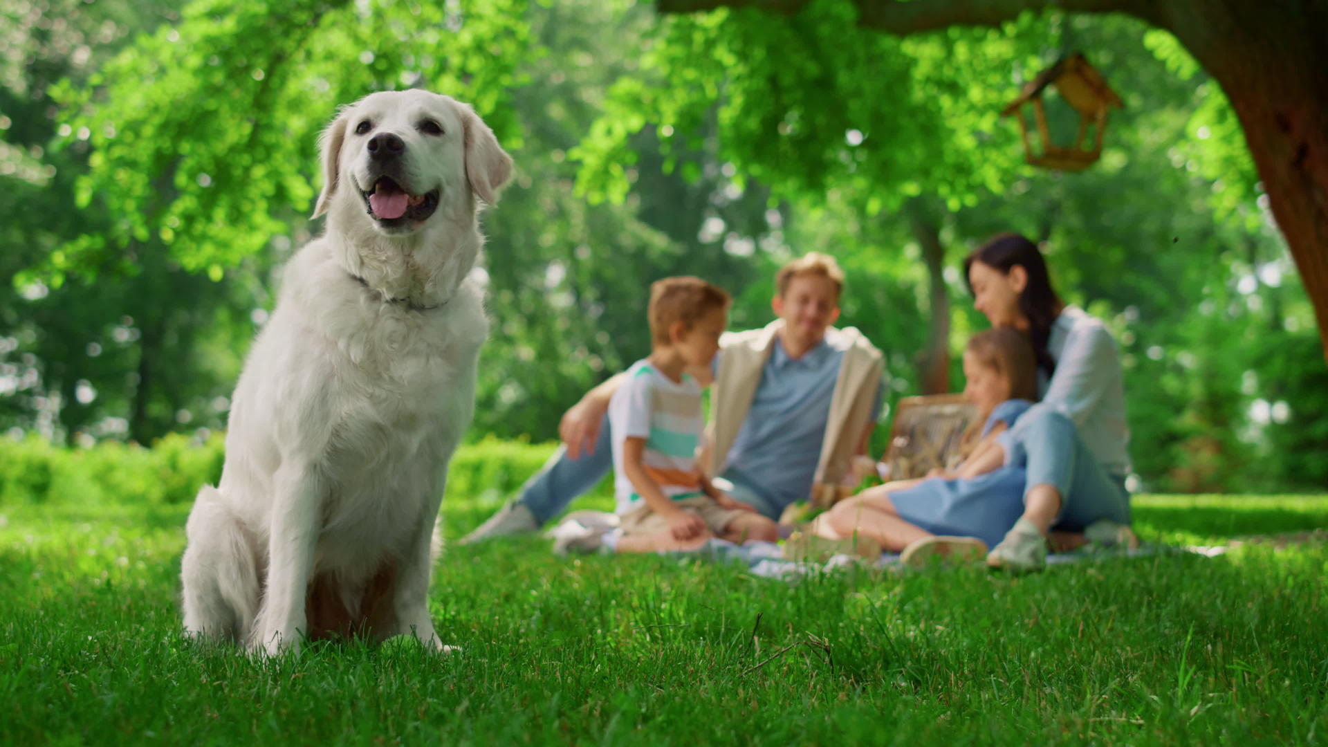 快乐的狗坐在家庭野餐附近视频的预览图