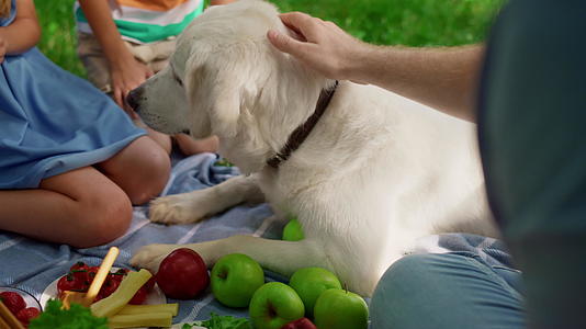 小孩在野餐时和狗一起玩得很开心视频的预览图