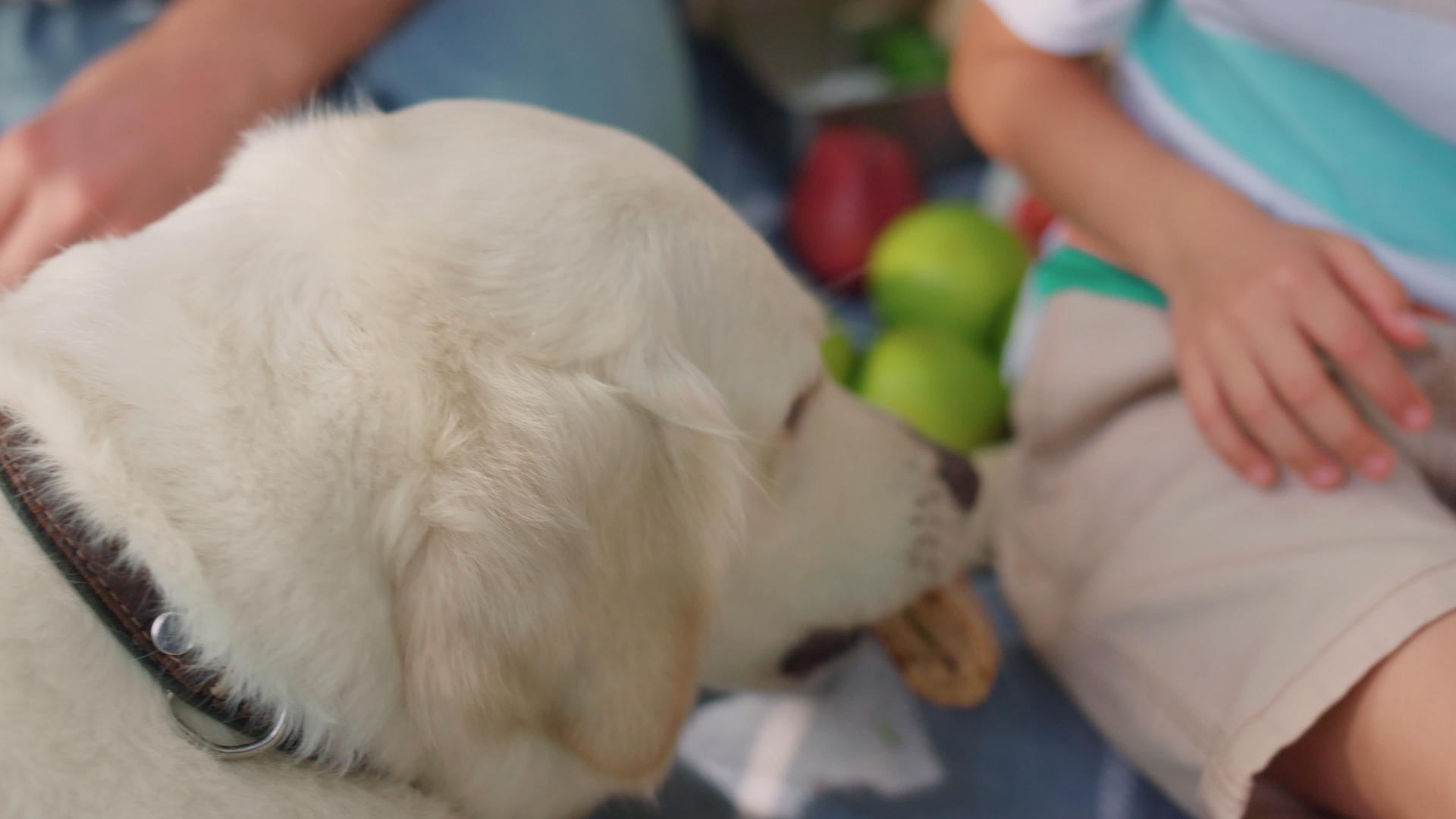 野餐时可爱的狗从面目全非的人手里拿着三明治视频的预览图