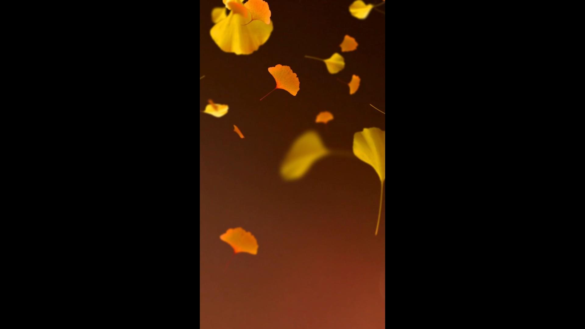 秋日银杏金色落叶唯美背景视频的预览图