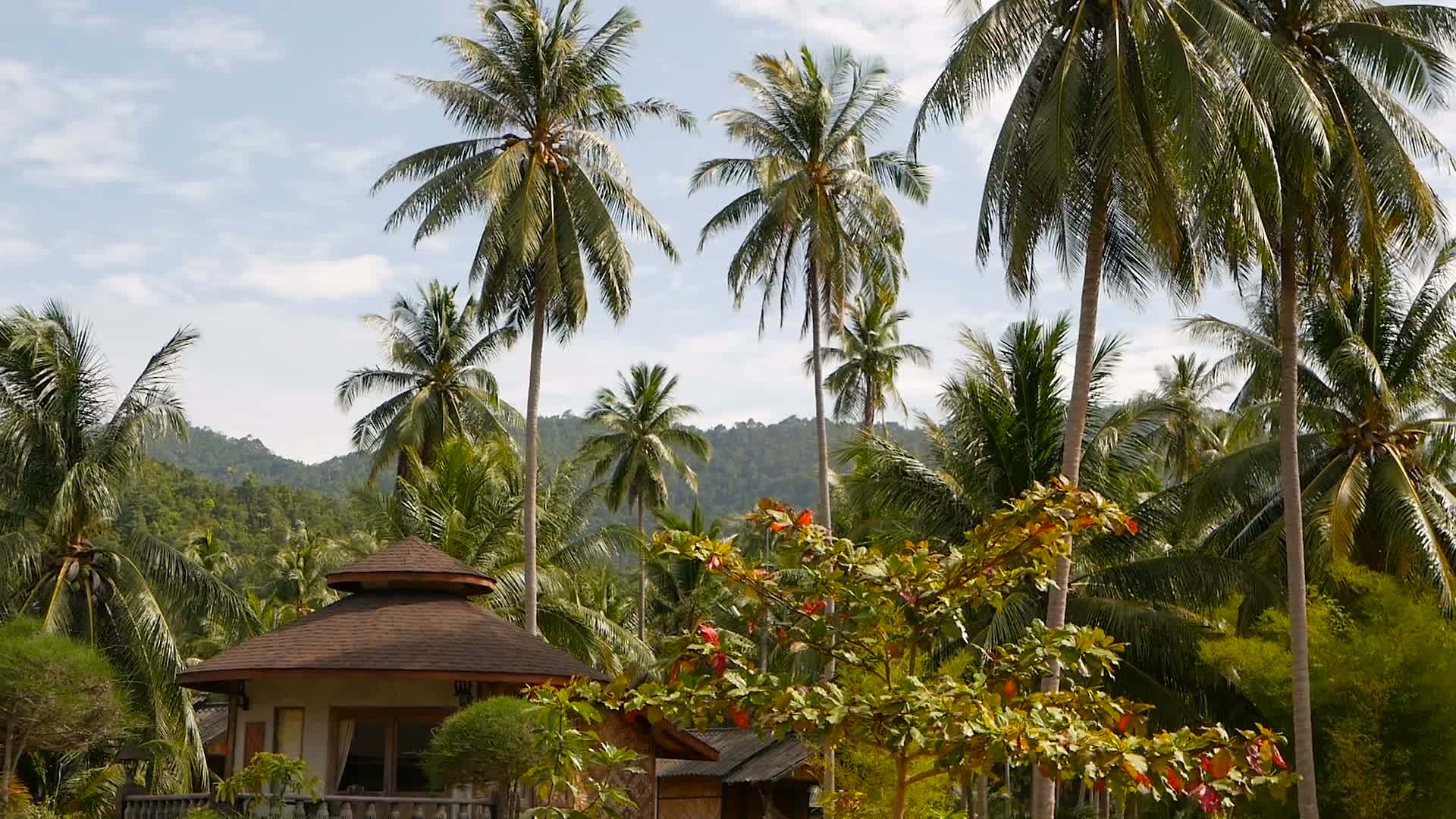 小平房站在椰子树之间舒适的房子周围视频的预览图