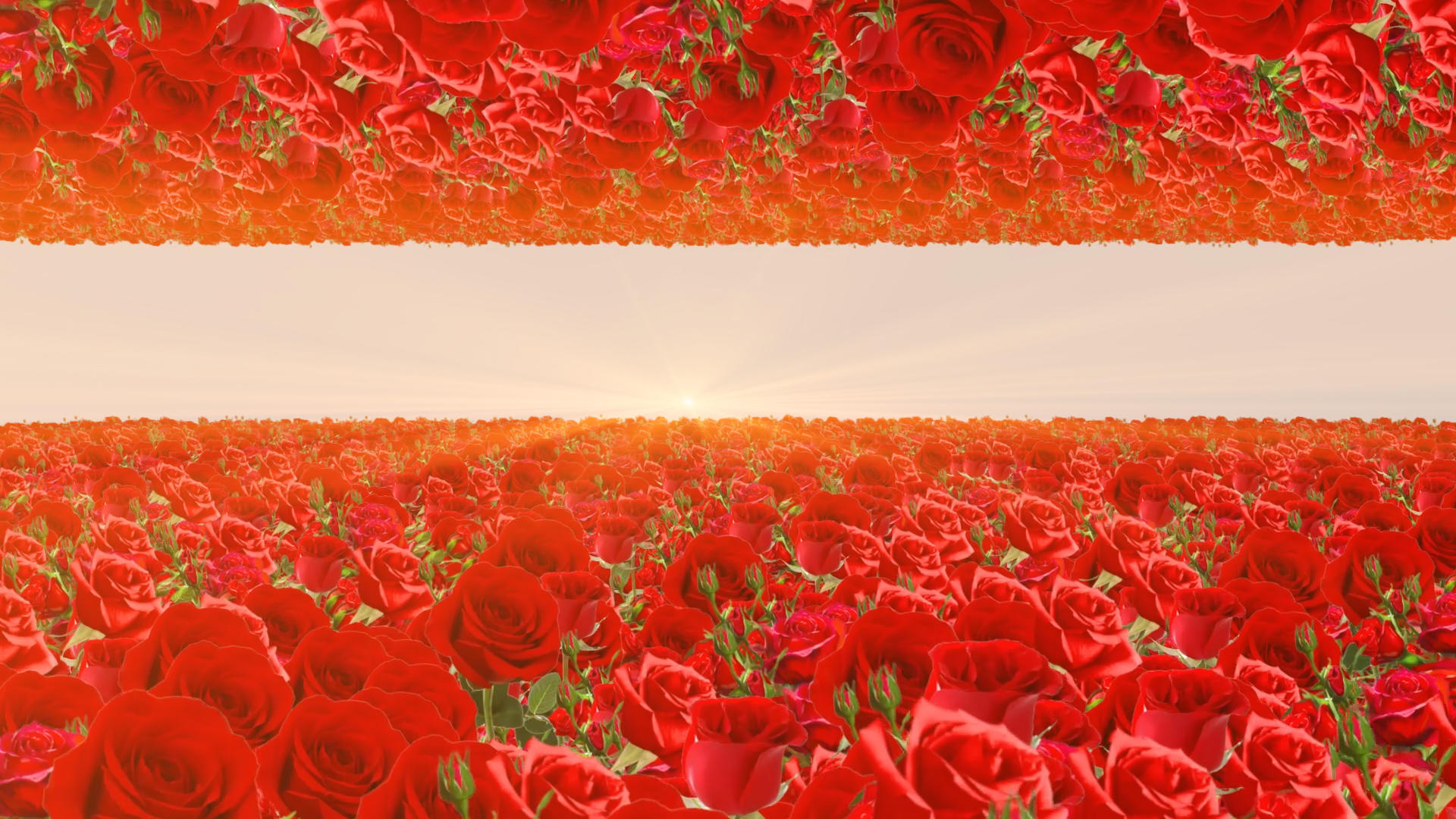 红色浪漫花海穿梭唯美动态背景视频的预览图