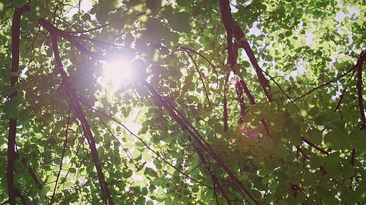 通过绿叶观看夏季森林中的阳光视频的预览图
