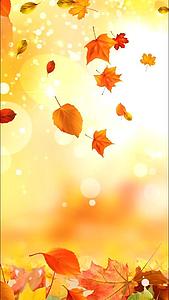 金色秋天树落叶堆积下落浪漫背景视频的预览图