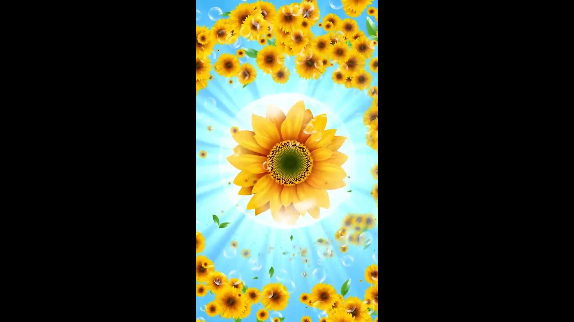 金色向日葵绽放可爱背景视频的预览图