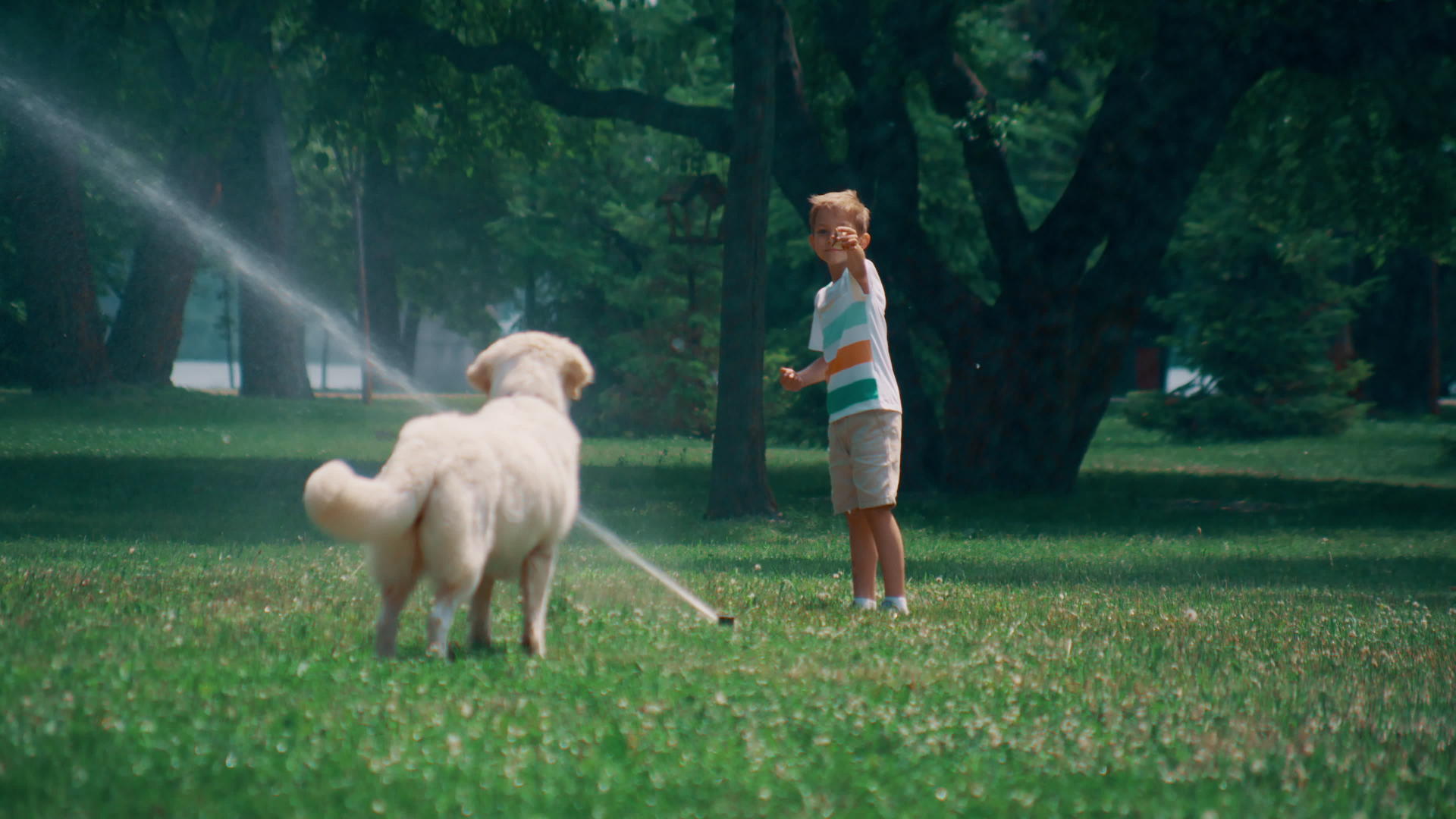 小男孩和淘气的金毛猎犬在绿地上玩洒水器视频的预览图