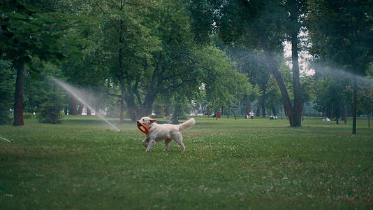 金毛猎犬在公园的洒水器下精力充沛嘴里叼着橡胶玩具视频的预览图