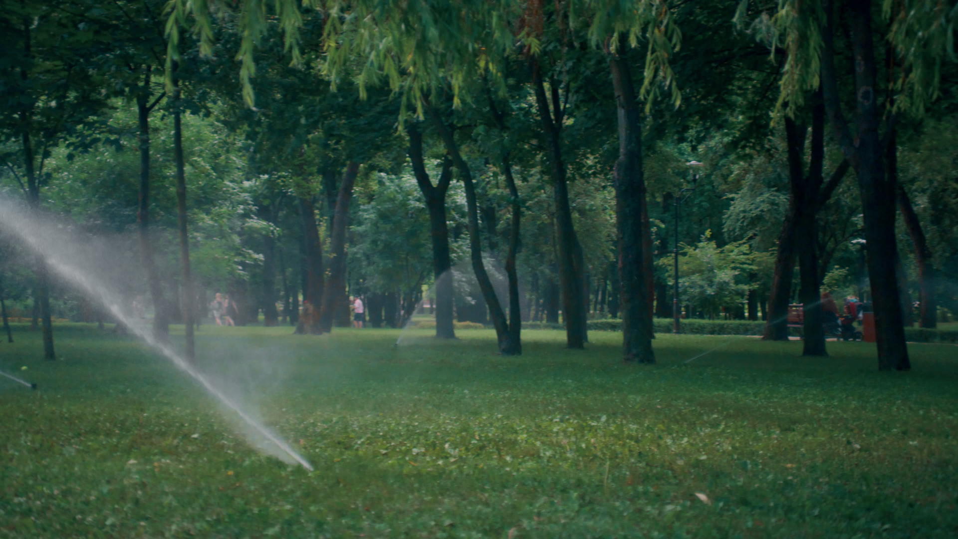 在阳光明媚的夏天自动喷水灭火系统在公园里浇灌绿色草坪视频的预览图