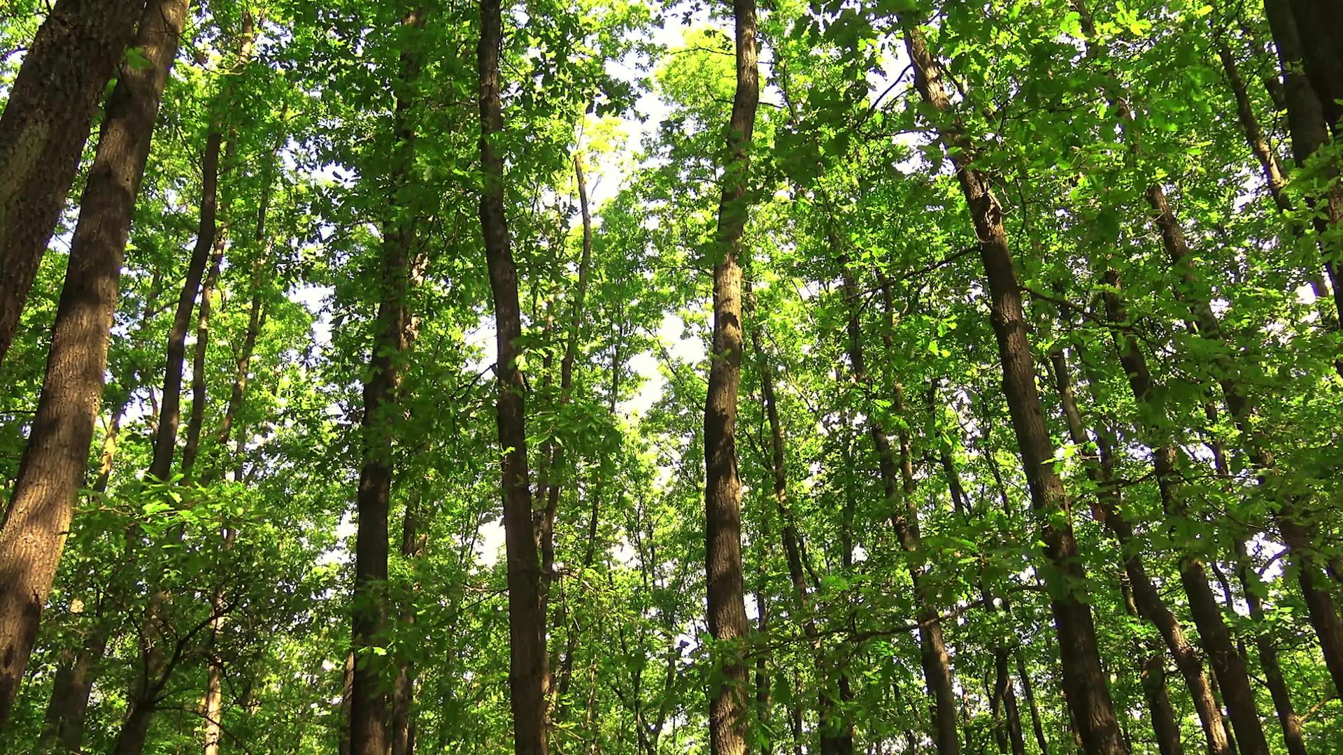 春天美丽的橡树林在春天视频的预览图