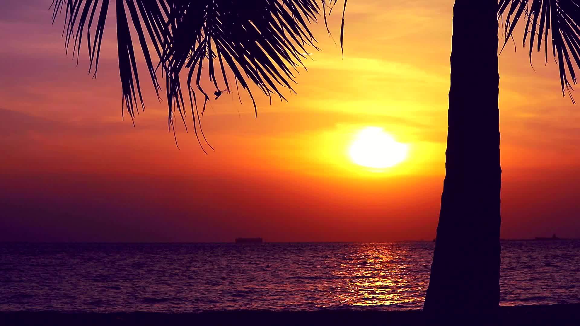 海边的日落天空和椰子树视频的预览图