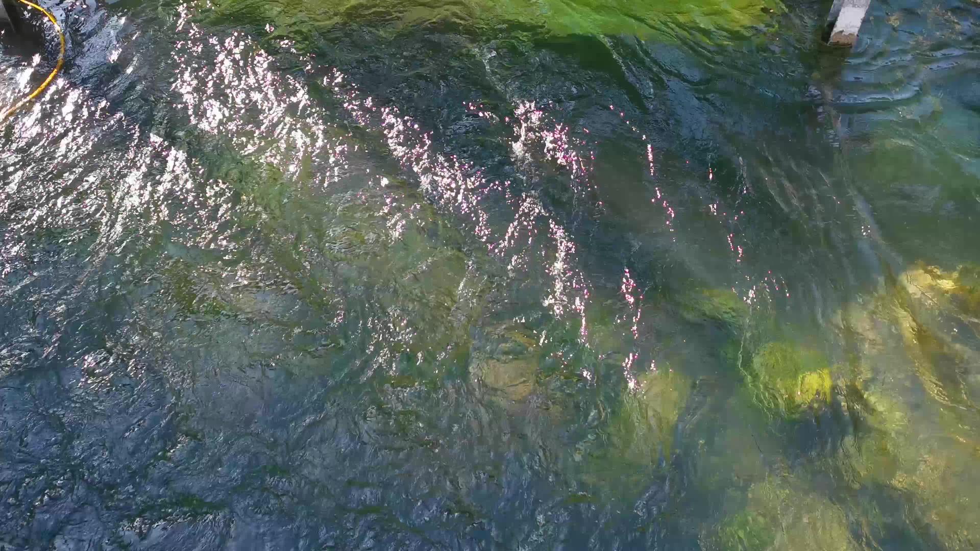水绿色和蓝色的河流视频的预览图