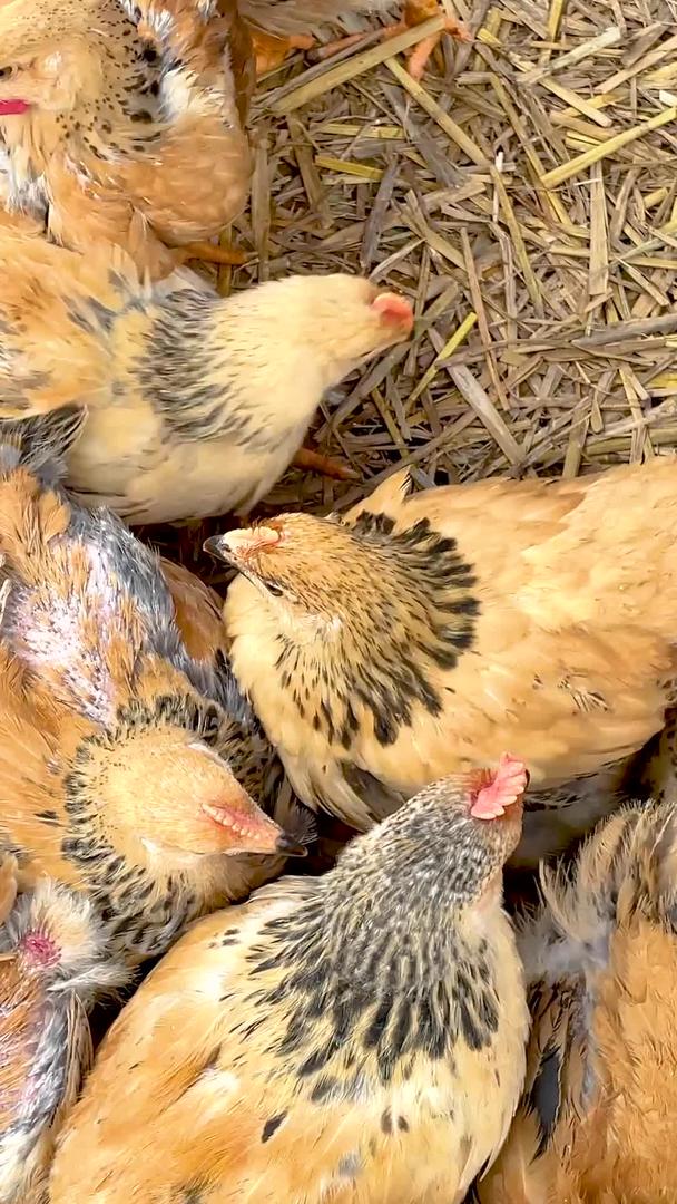 实拍农村自家饲养的家畜鸡农业视频视频的预览图