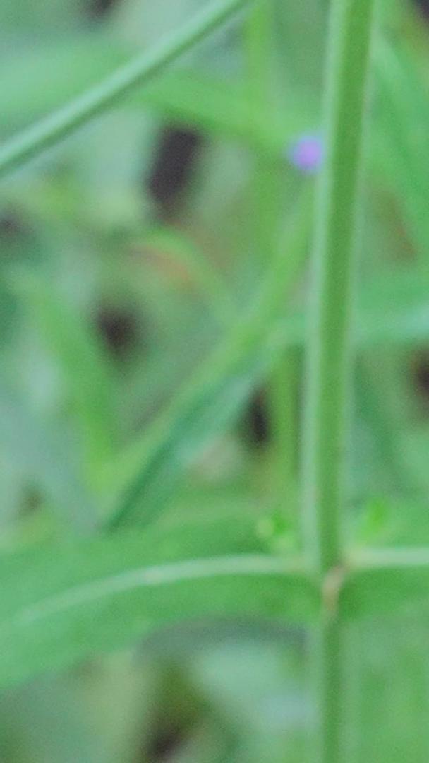 慢镜头升格微距镜头拍摄素材花丛中辛勤采蜜工作的蜜蜂视频的预览图