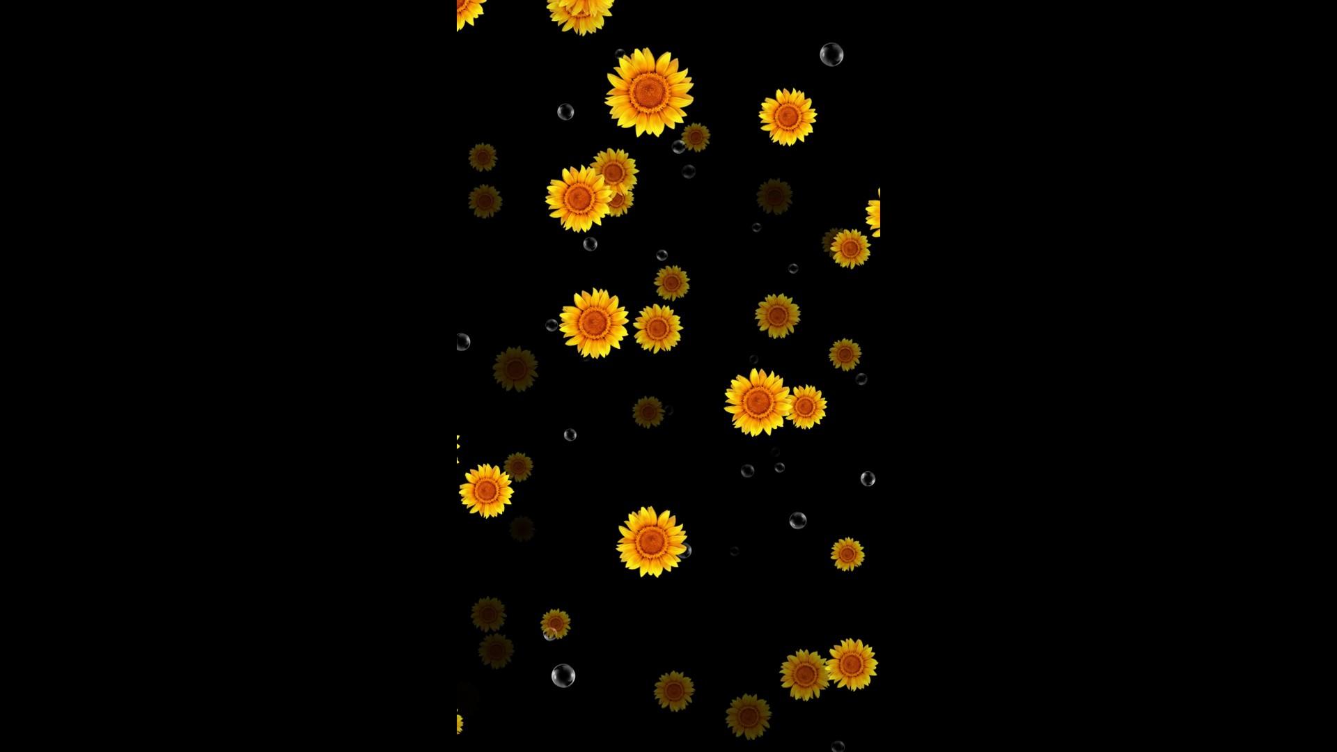 向日葵花朵绚丽背景视频的预览图