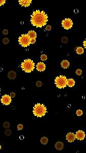 向日葵花朵绚丽背景视频的预览图