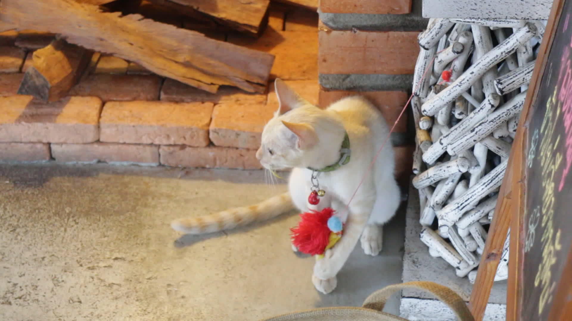 在当地猫店玩玩具的小猫视频的预览图