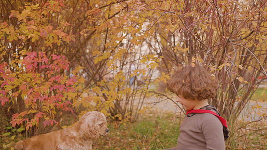 小男孩在秋天在公园散步时喂可卡犬快乐的小男孩视频的预览图
