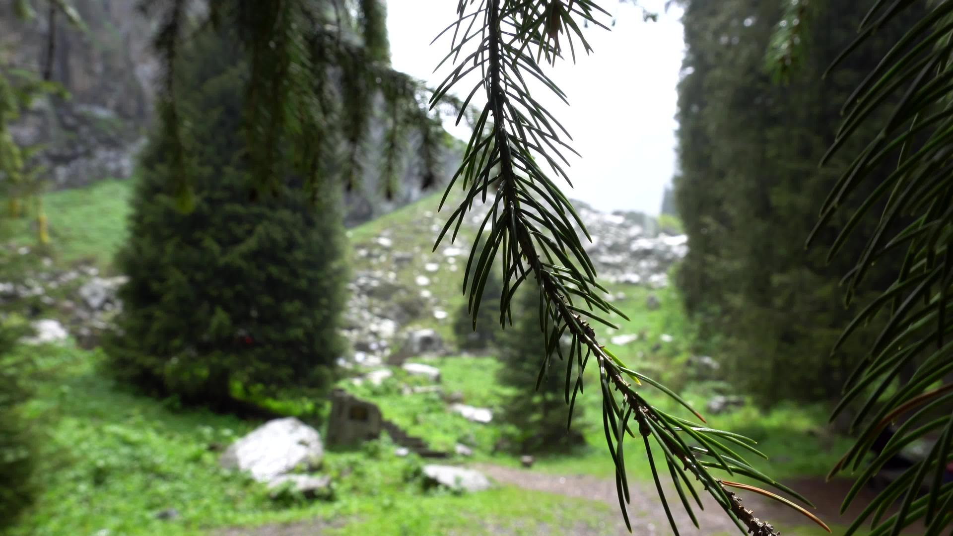 森林中采样树枝的宏观摄影视频的预览图