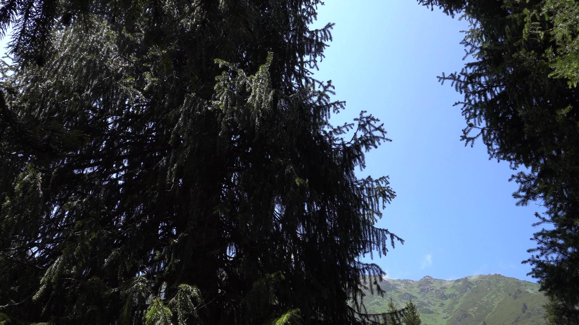 森林中采样树枝的宏观摄影视频的预览图
