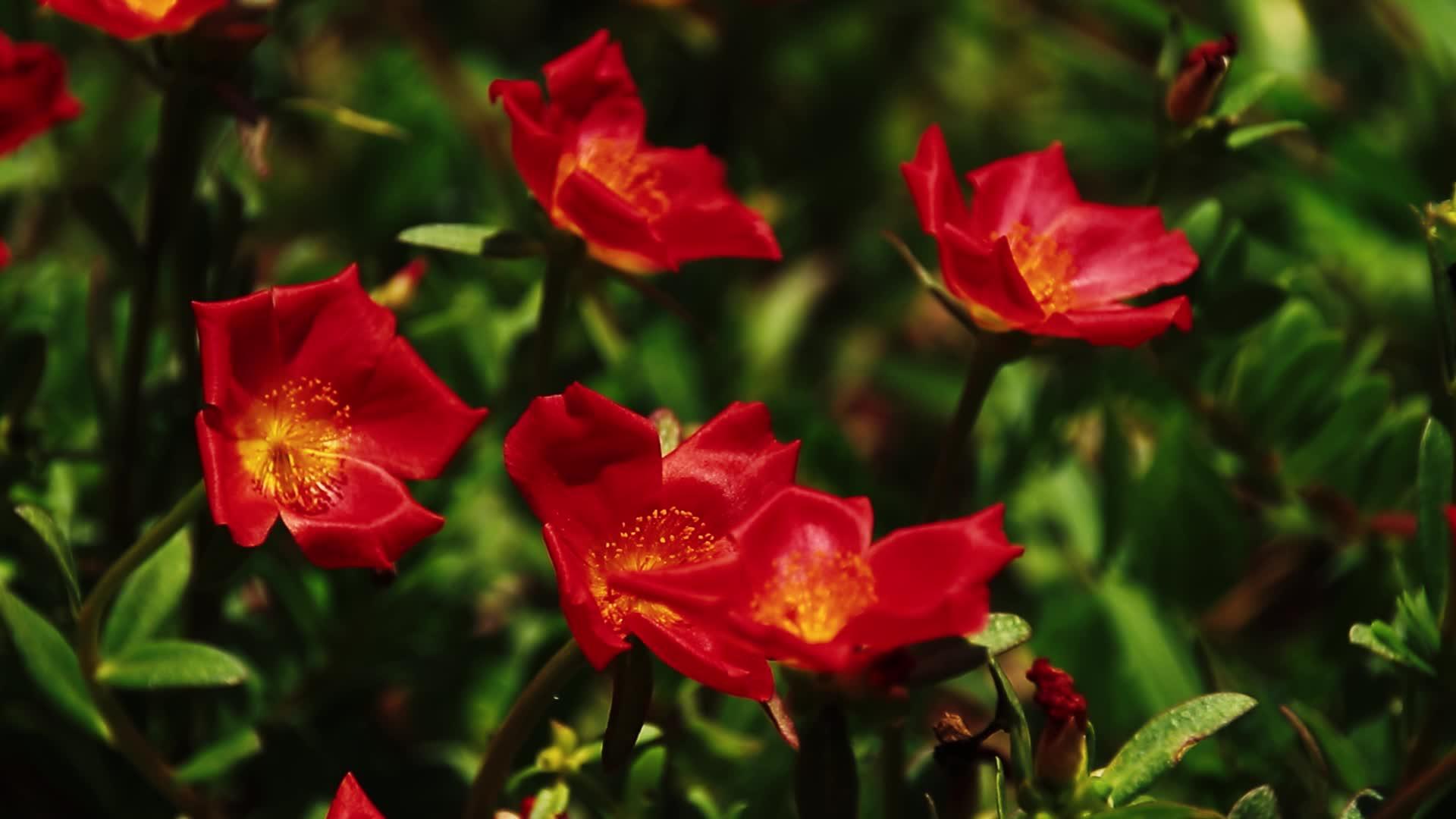 红苔玫瑰视频的预览图