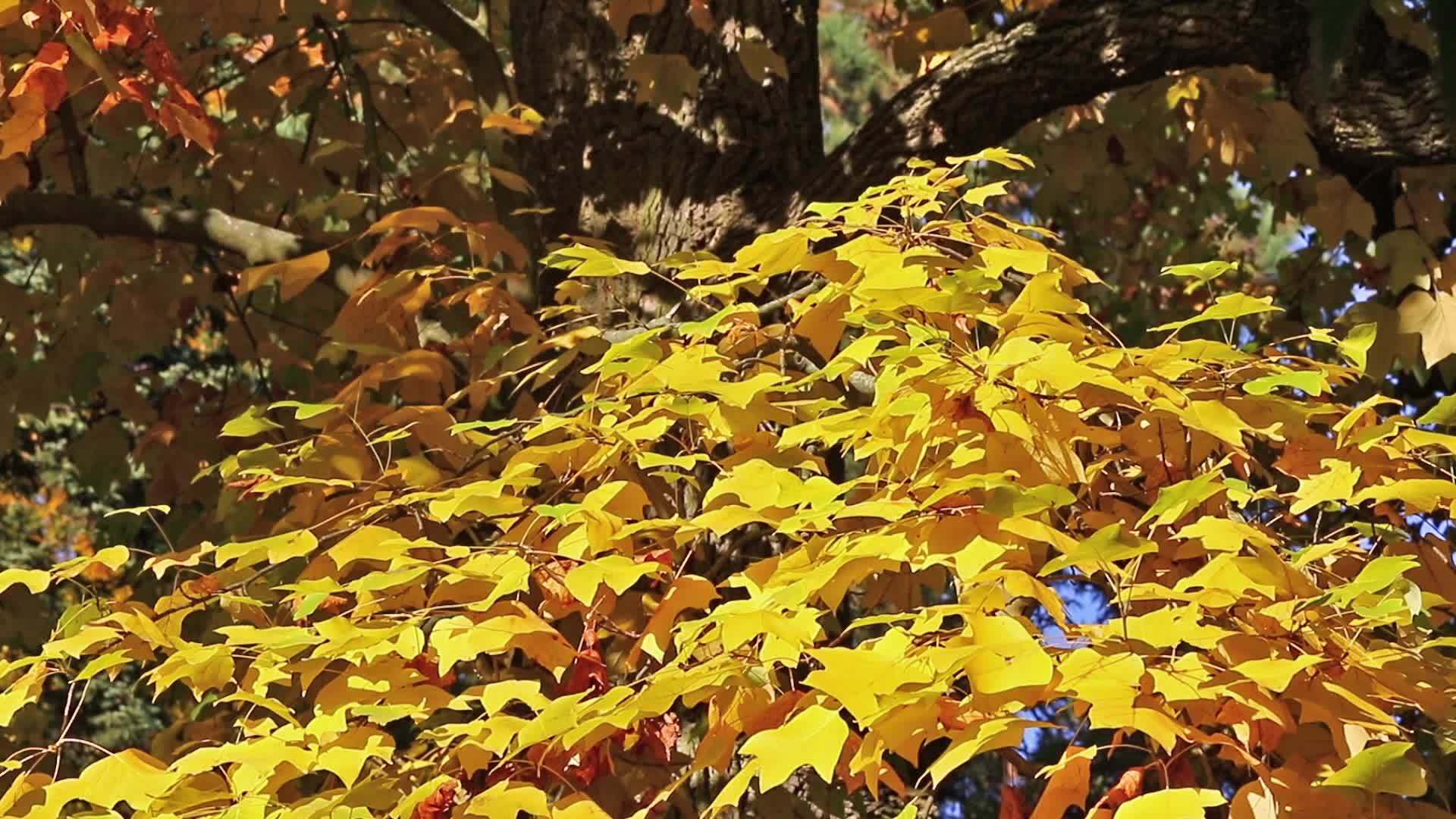 树枝上有明亮的黄色叶子视频的预览图