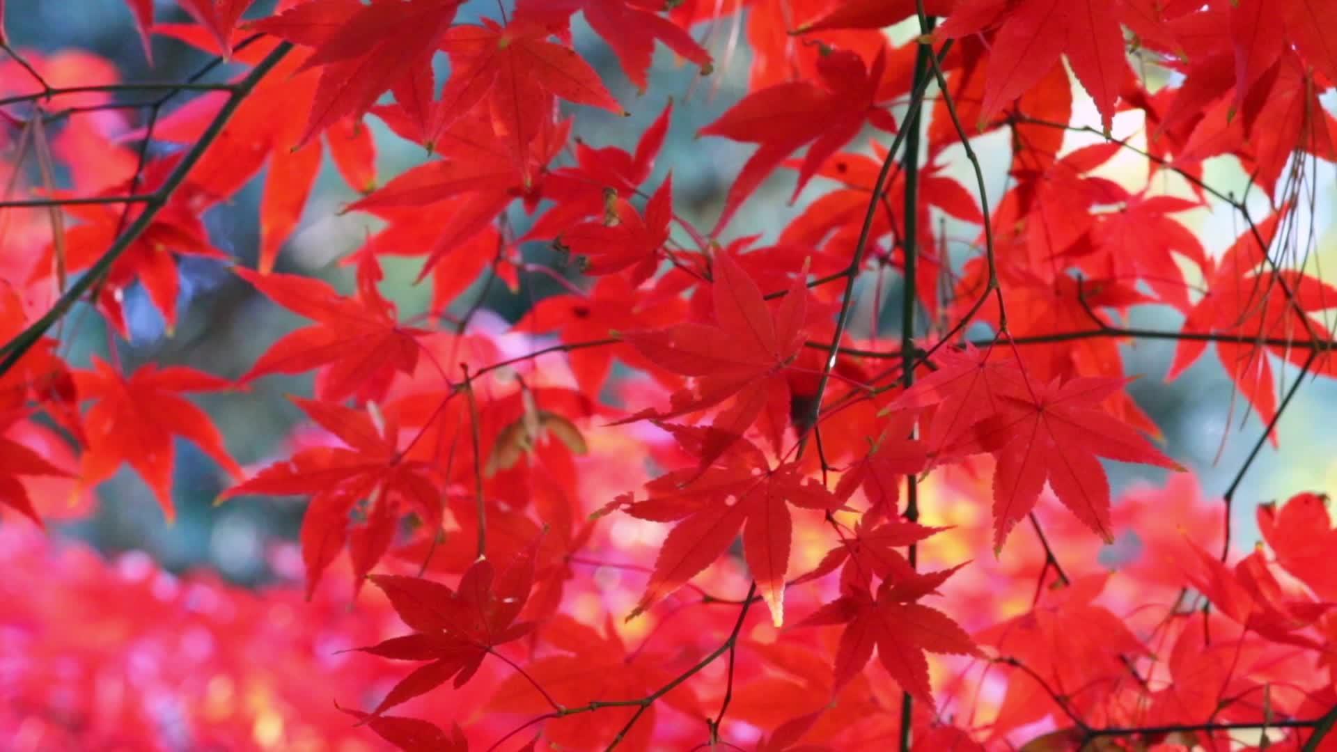 红色树叶视频的预览图