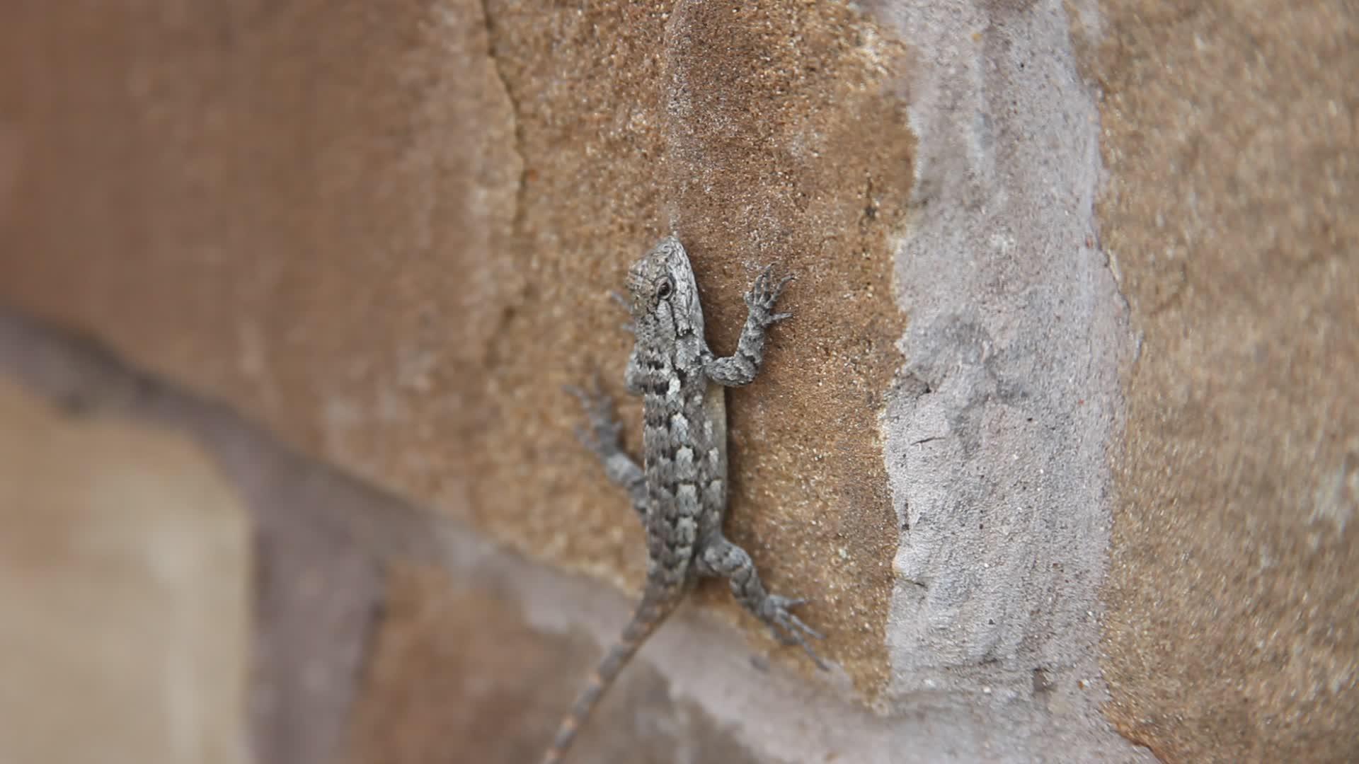 砖墙上的长脊蜥蜴视频的预览图