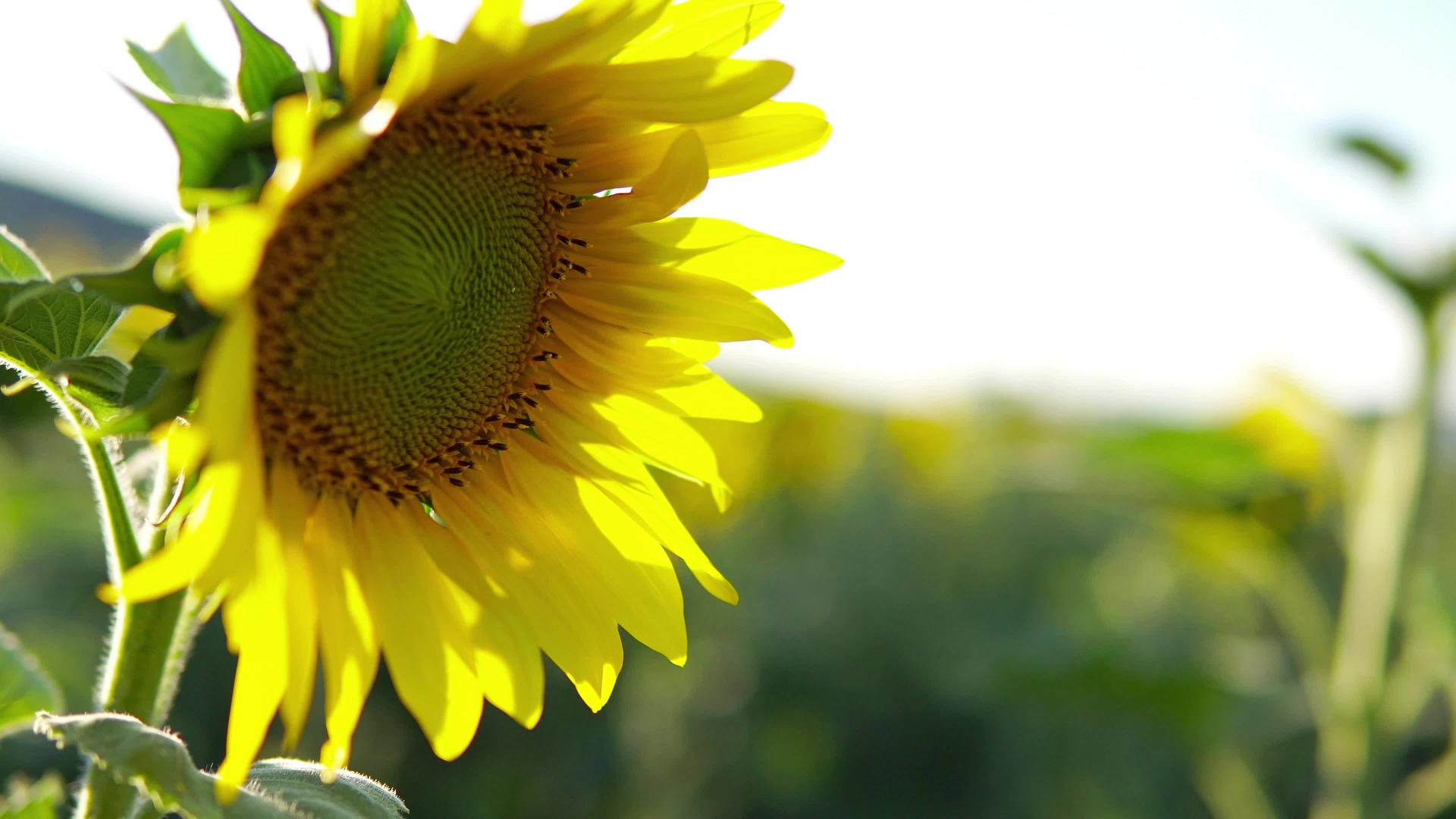 SUNFLOWER——向日葵随风飘扬视频的预览图
