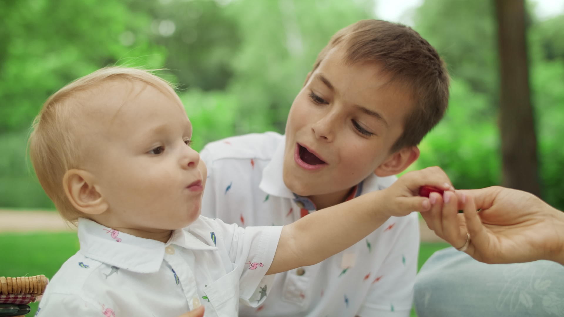 母亲和儿子在公园野餐儿子从母亲手中抢走了樱桃视频的预览图
