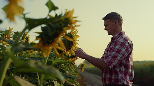 秋夜农民检查向日葵种植园视频的预览图