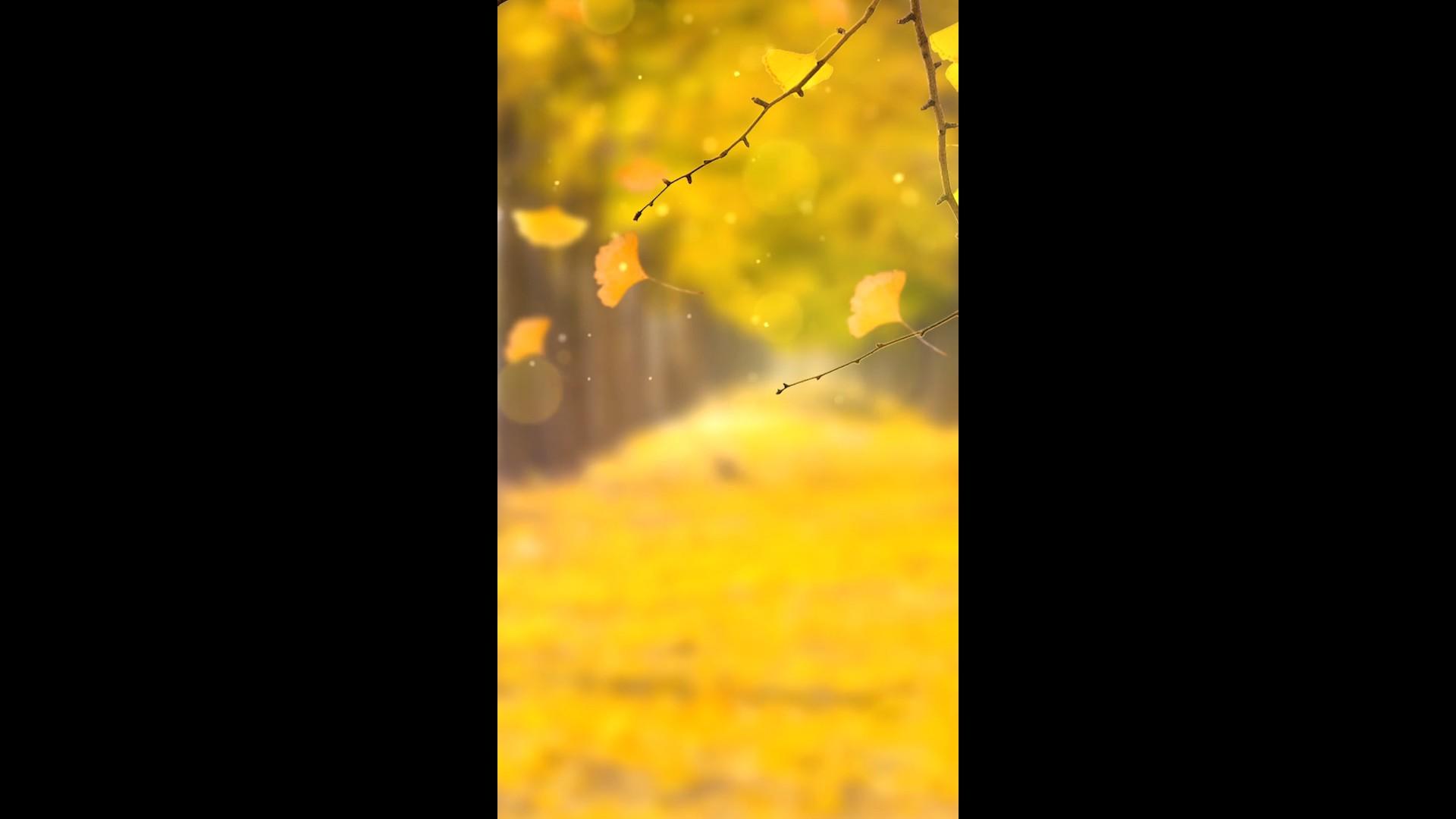 唯美金色落叶秋天相册背景视频的预览图
