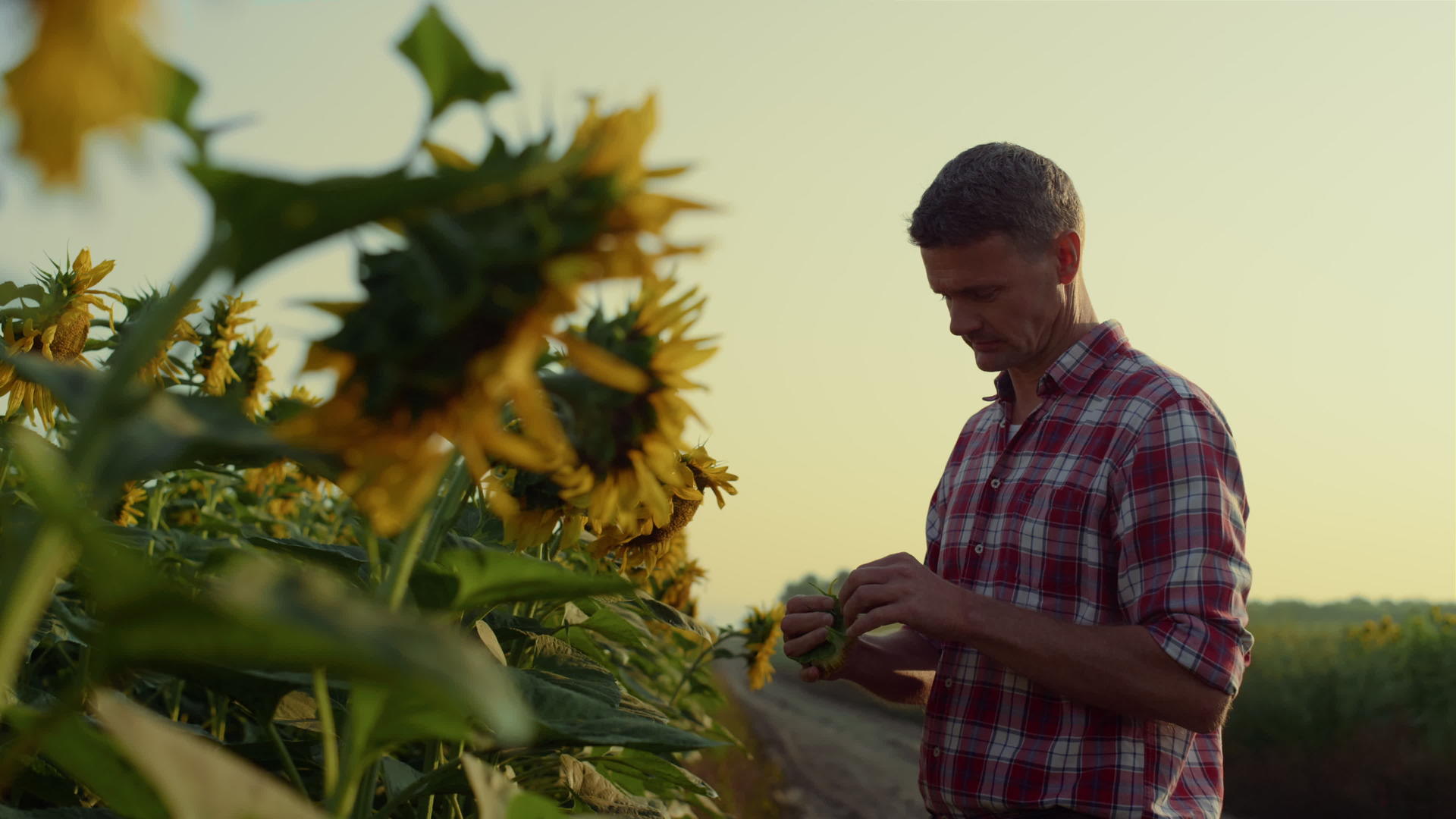 农民检查向日葵种子品尝栽培收获视频的预览图