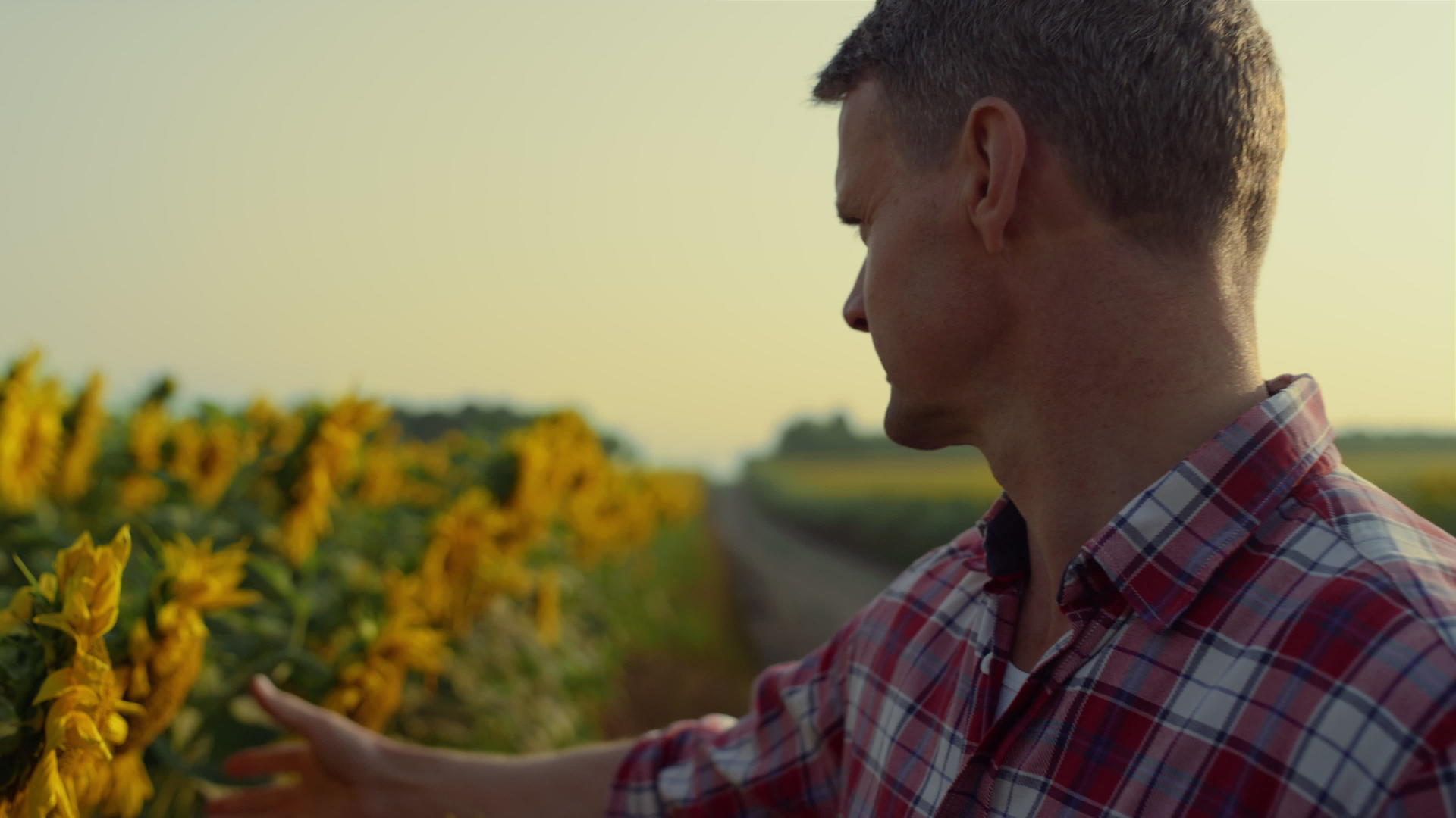 在农村特写镜头中农民检查盛开的向日葵视频的预览图