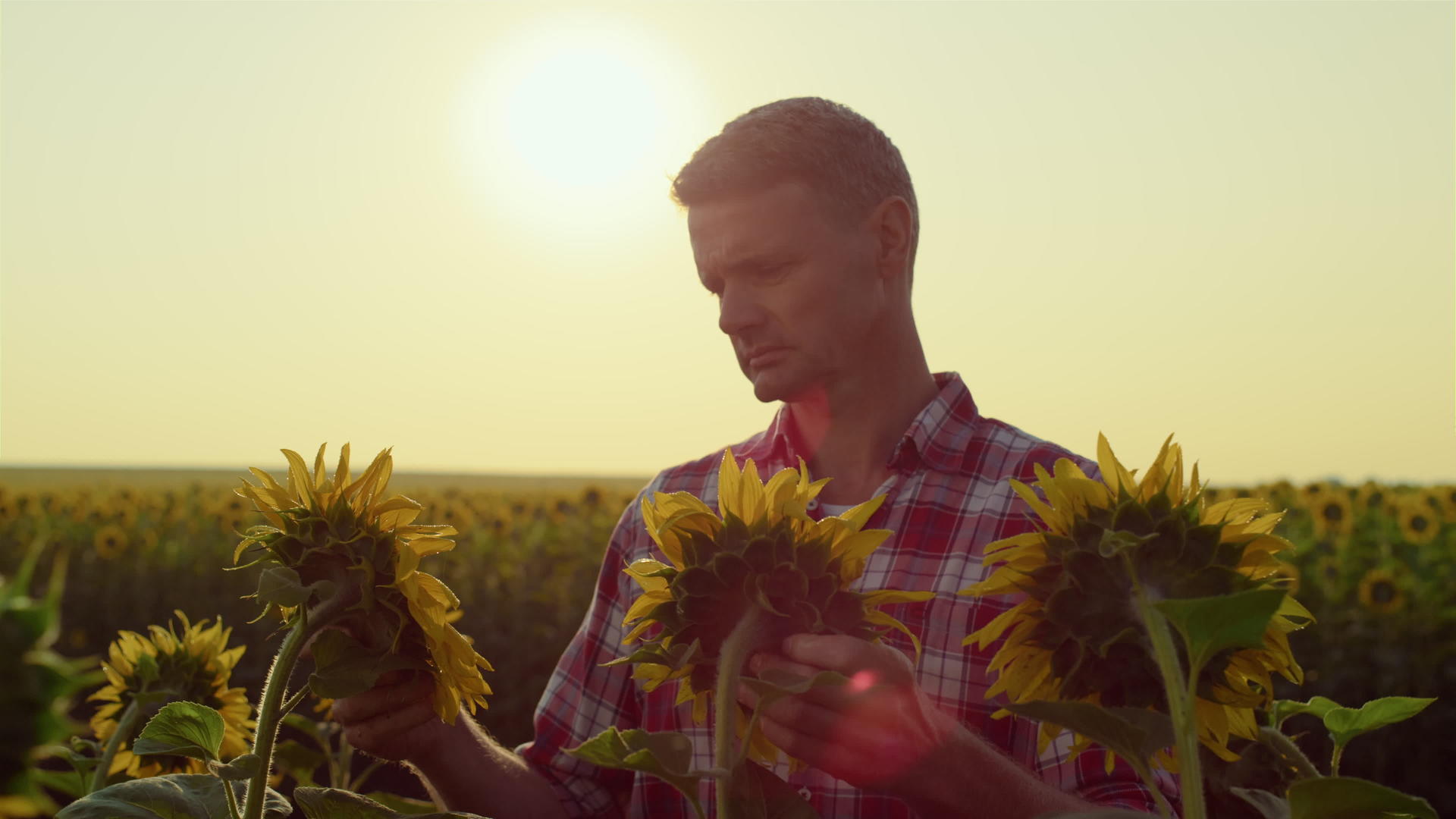 在金色的阳光下农学家检查向日葵的收获情况视频的预览图