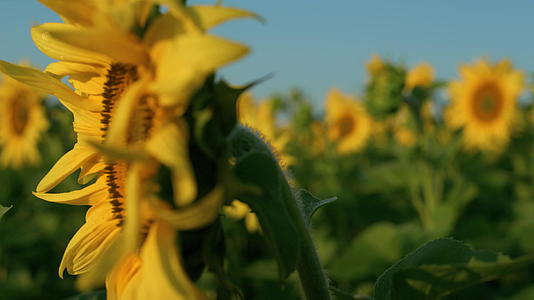 特写金色向日葵在农村田野的早晨阳光下绽放视频的预览图