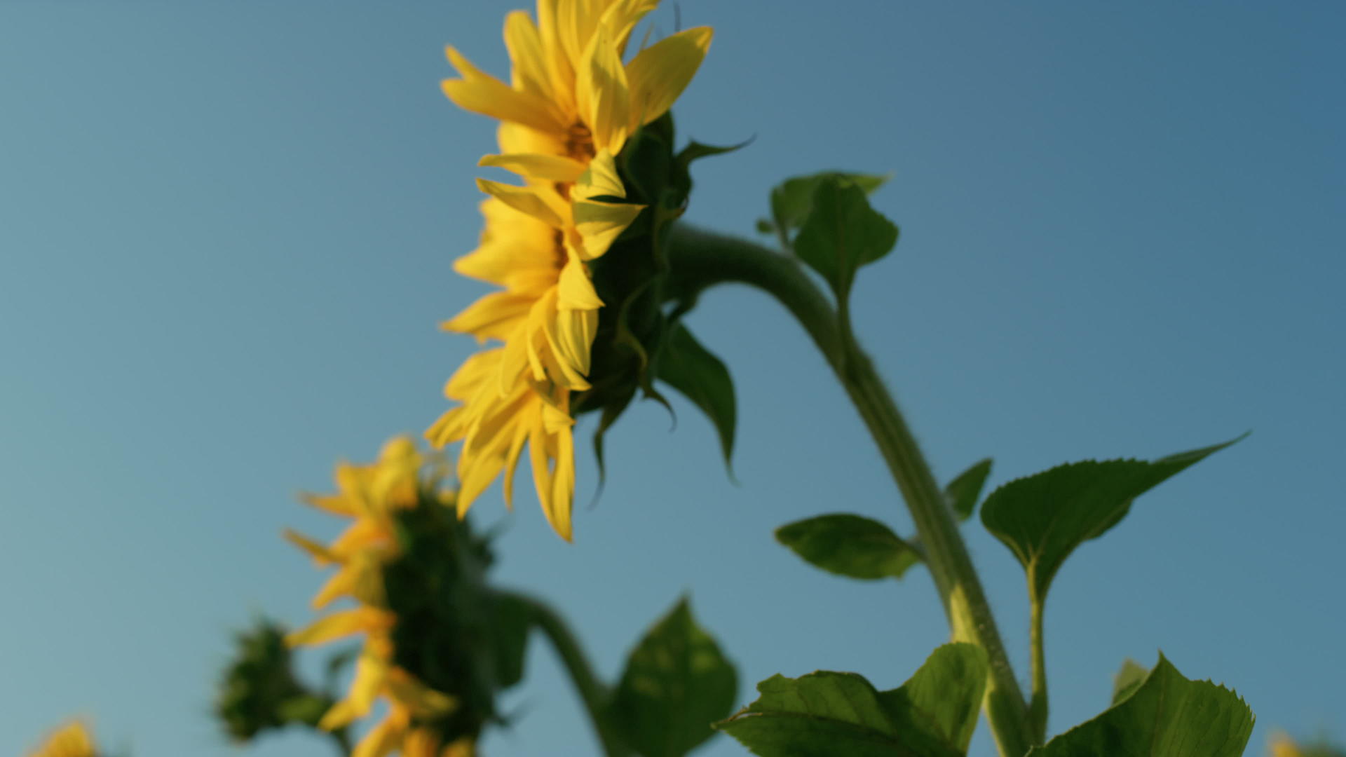 向日葵植物蓝天金色阳光特写镜头视频的预览图