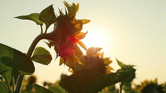 特写向日葵在农村的金色阳光视频的预览图