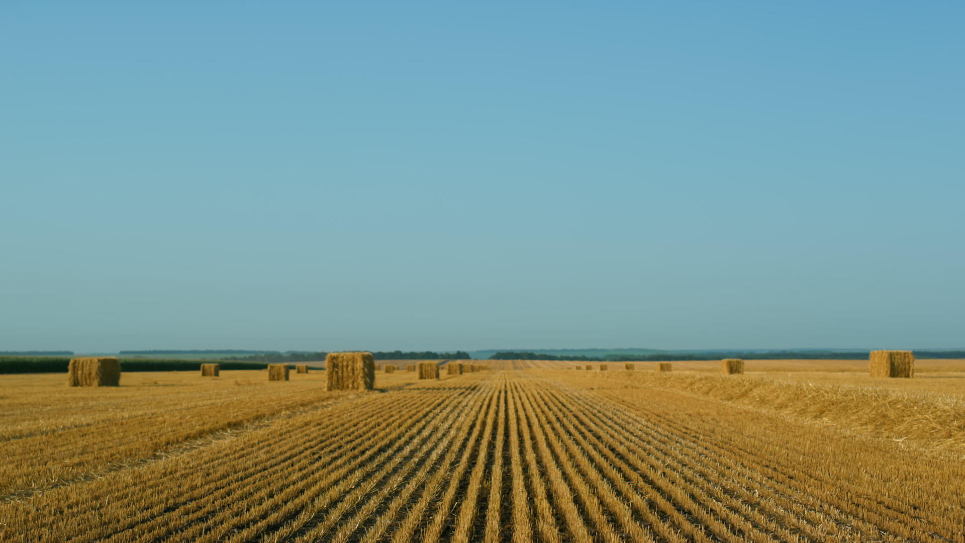 阳光明媚的夏日小麦干草堆场视图视频的预览图