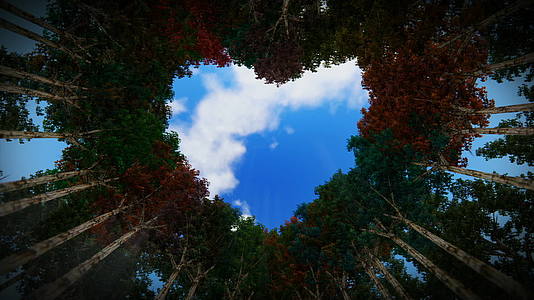 秋天仰望树木的心脏时不时的云朵无缝地环绕着树木hd视频的预览图