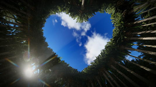 仰望棕榈树的心脏日出hd2视频的预览图