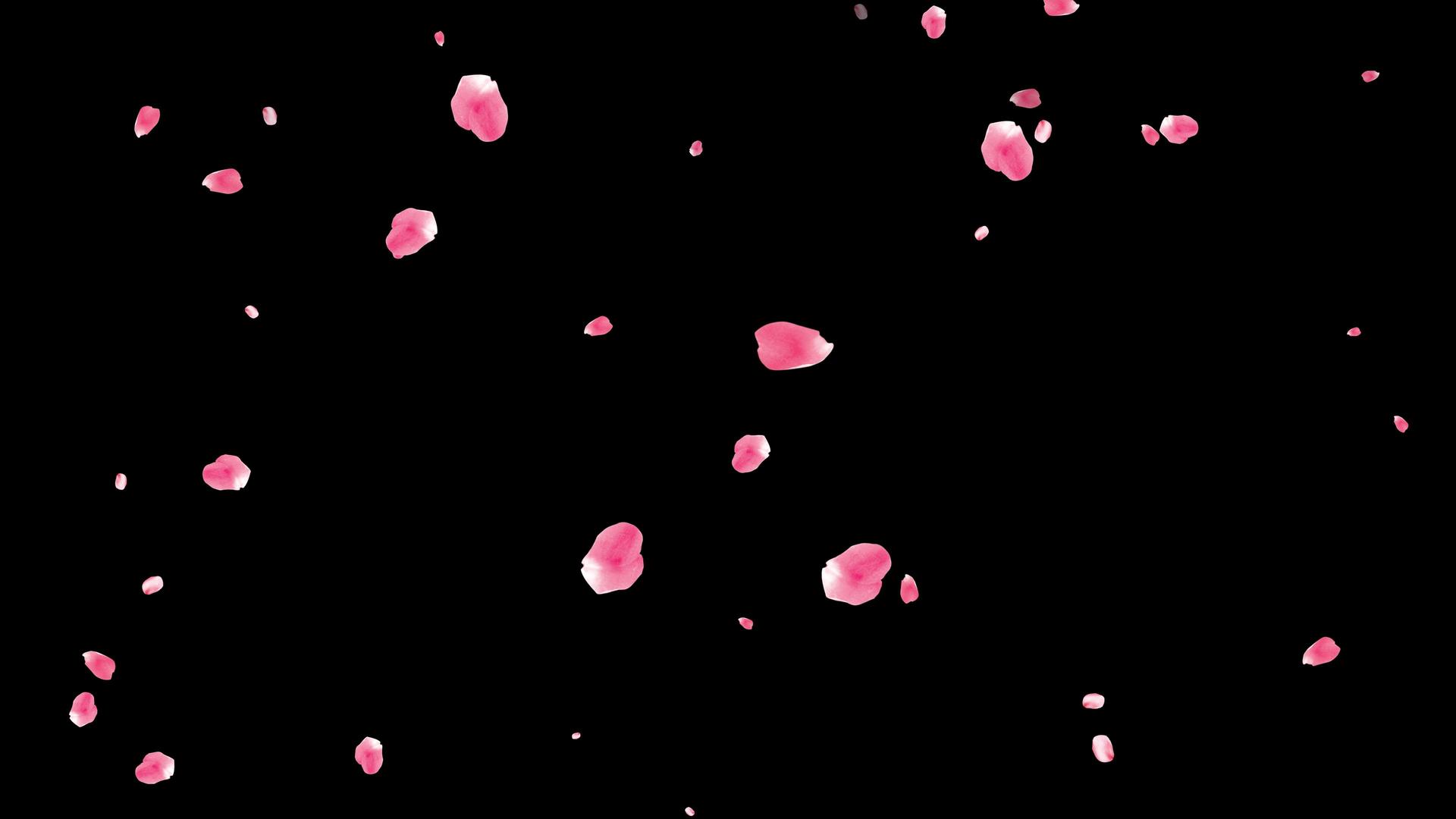 4K透明通道樱花花瓣元素素材视频的预览图